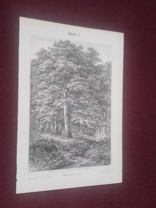 Buk - Drzewa  oryginalna XIX w. grafika