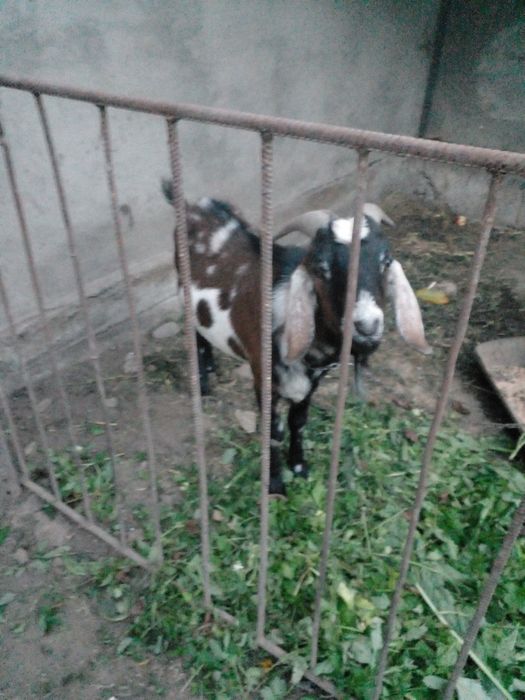 Продам кози Англо-Н