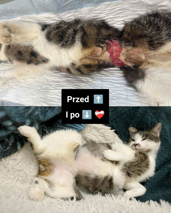 Przyjaciel człowieka szuka kochającego domu :)