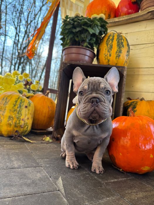 Buldog Francuski dziewczynka Lilac tan