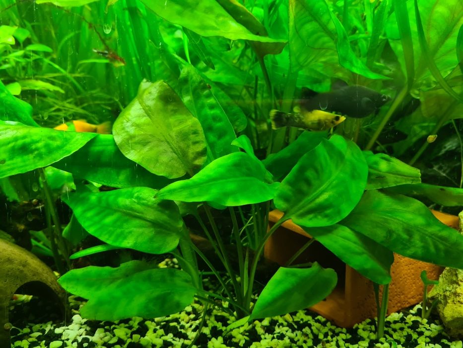 Roslina akwariowa anumbias super zielona