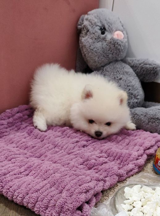 Готова до переїзду наша красуня