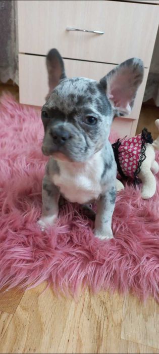 Французький бульдог 7 міс. Кобель