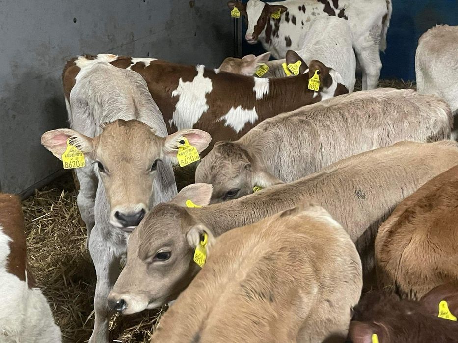 Cielaki odsadki byczki jałóweczki