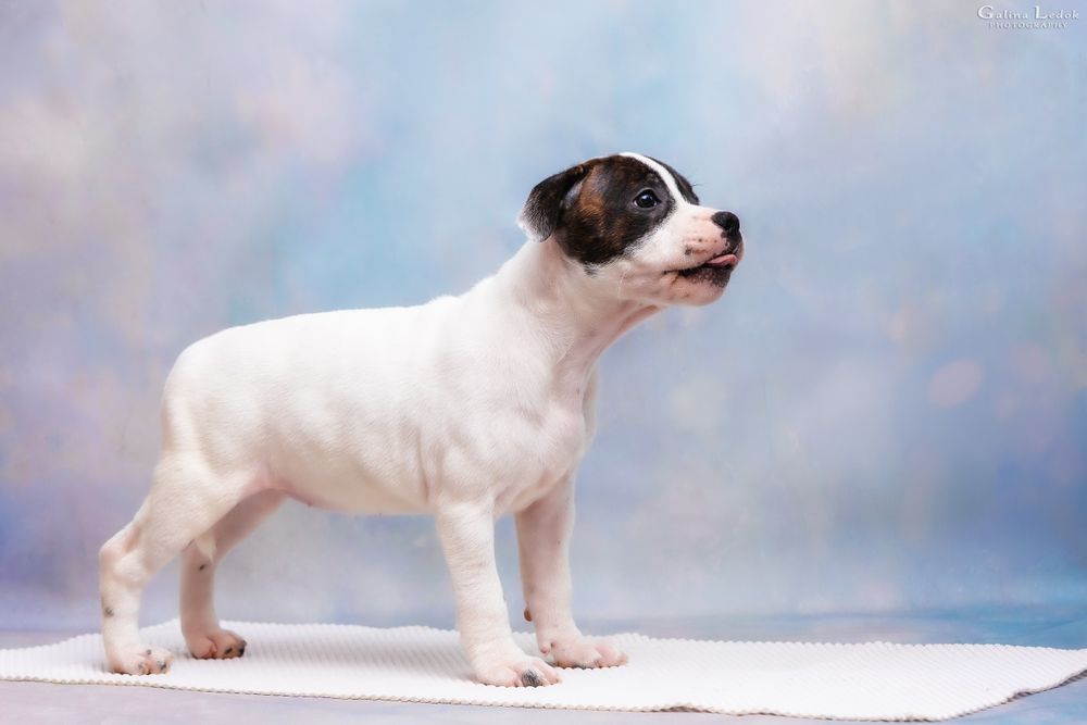 Стаффи ДжиДжи — ласковая и харизматичная малышка