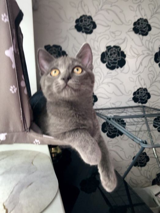 Маленький Бобчик шукає родину!