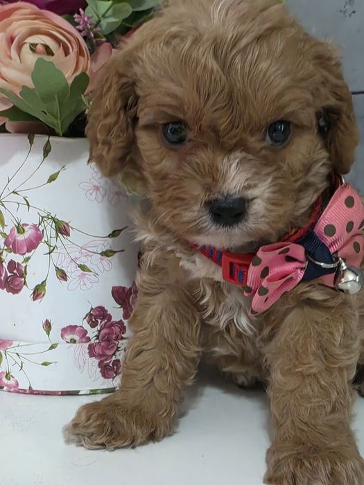Cavapoo suczka do rezerwacji badania genetyczne