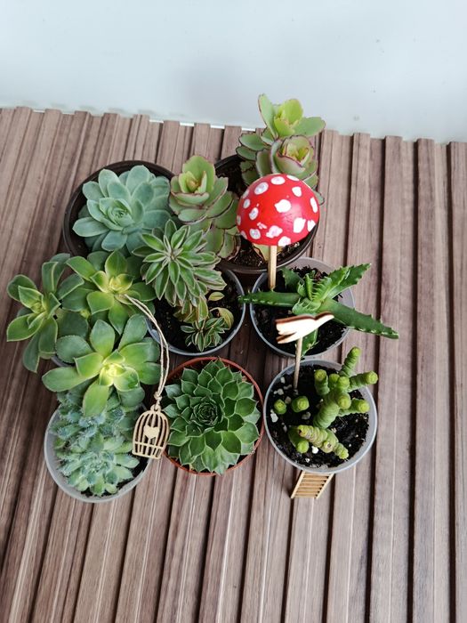 Conjunto de suculentas