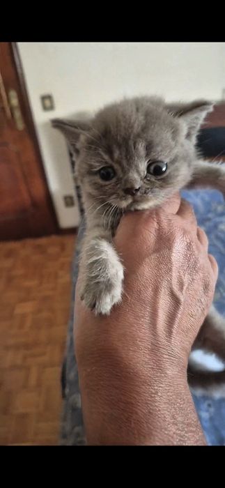 Scottish straigth macho