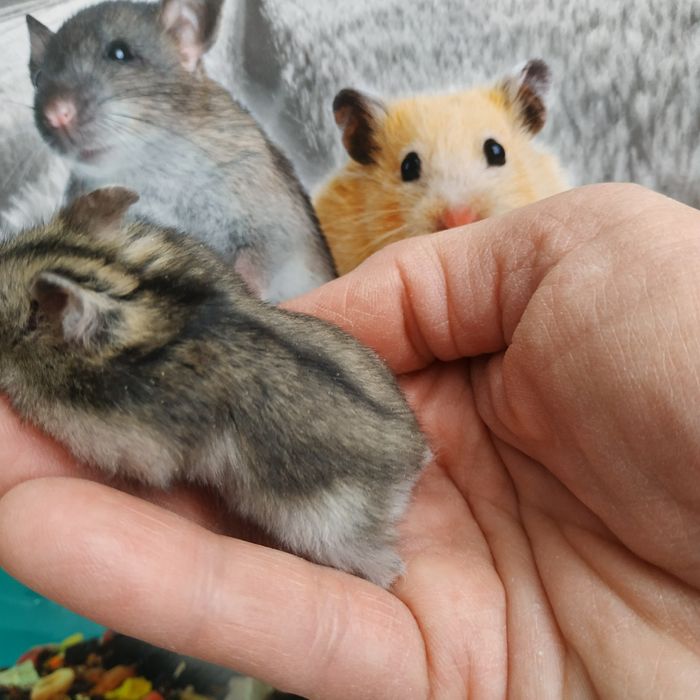 Хомяки маленькие ручные разные джунгарские хомячки в Харькове доставка