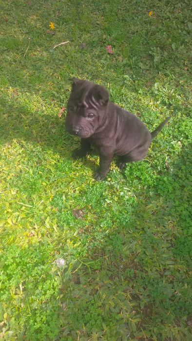 Shar pei fêmea linda