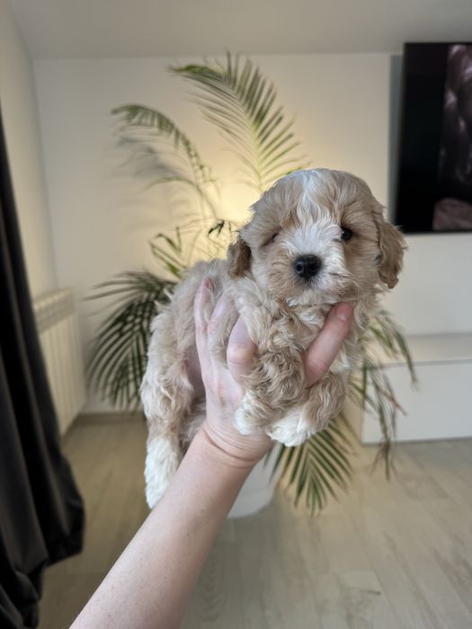 Малюк Мальтіпу ф1 міні !