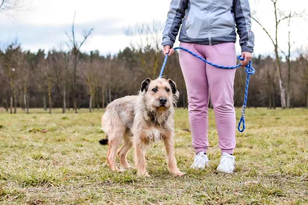 Nieśmiały psiak szuka domu! Adoptuj!