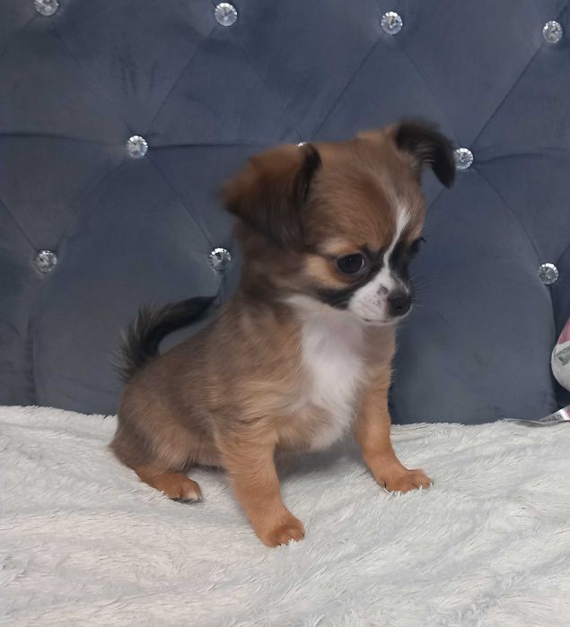 Suczka Chihuahua