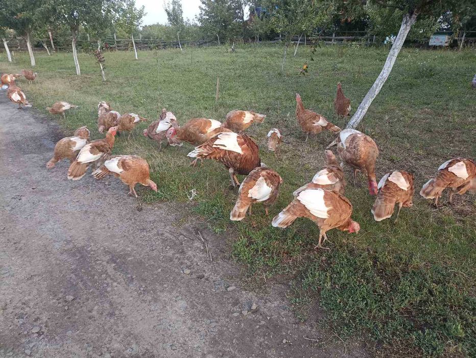 індики Паливні молоді