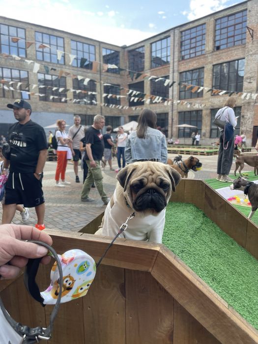 Мопс цуценя хлопчик КСУ документи п-к Голден Пак