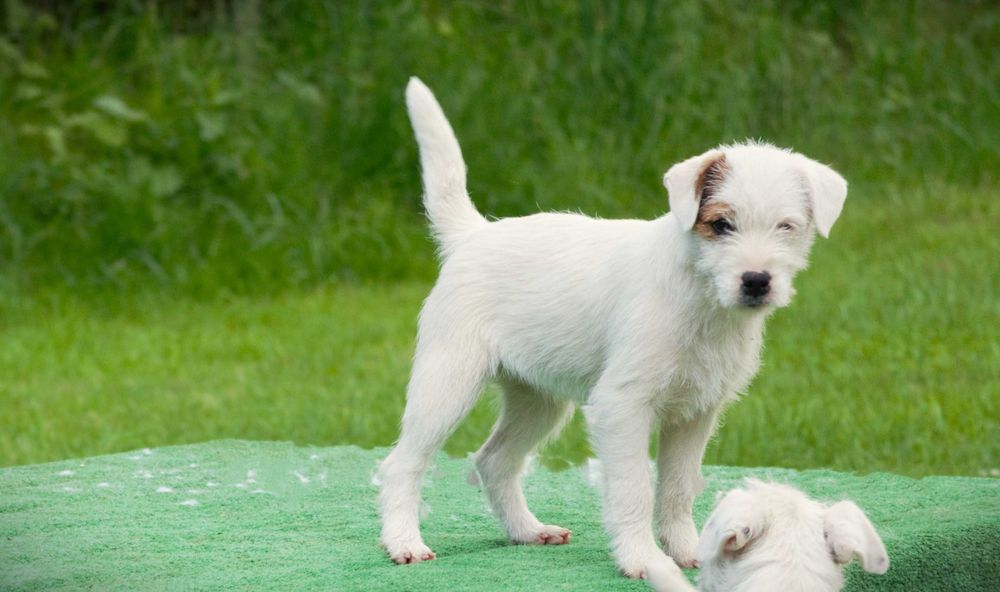 Parson Russell Terrier FCI
