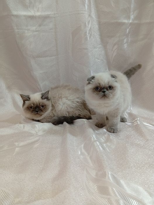 Колорні котики і киці