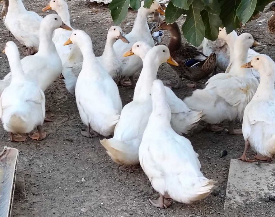 Ovos de pato pequim