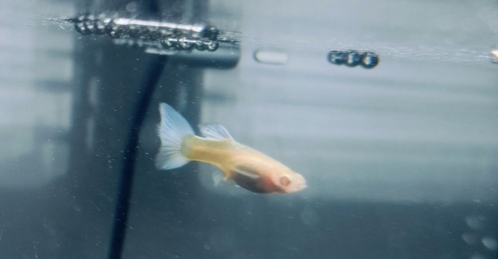 Gupiki Platinum albino