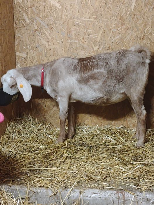 Piękna kózka anglonubijska