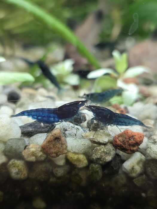 Niebieskie Krewetki Neocaridina Blue Velvet