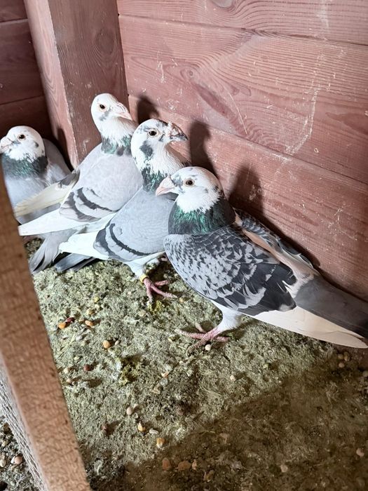 Gołębie Staropolskie