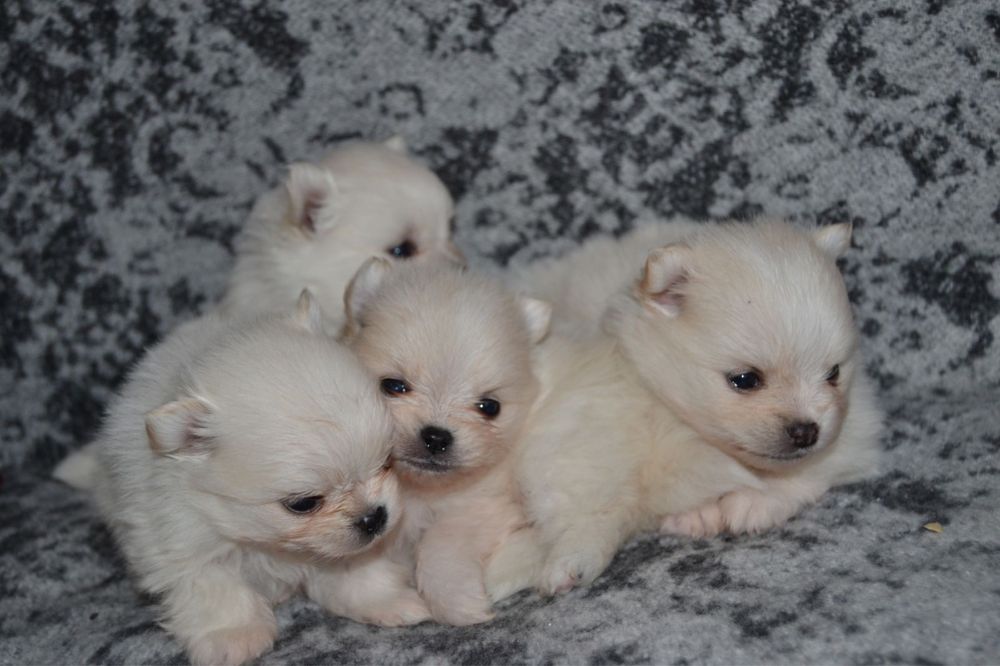 Шпиц мальчик ищет невесту