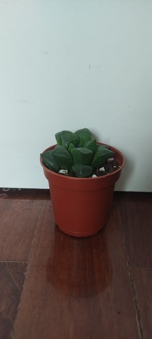 Suculentas, catos e plantas