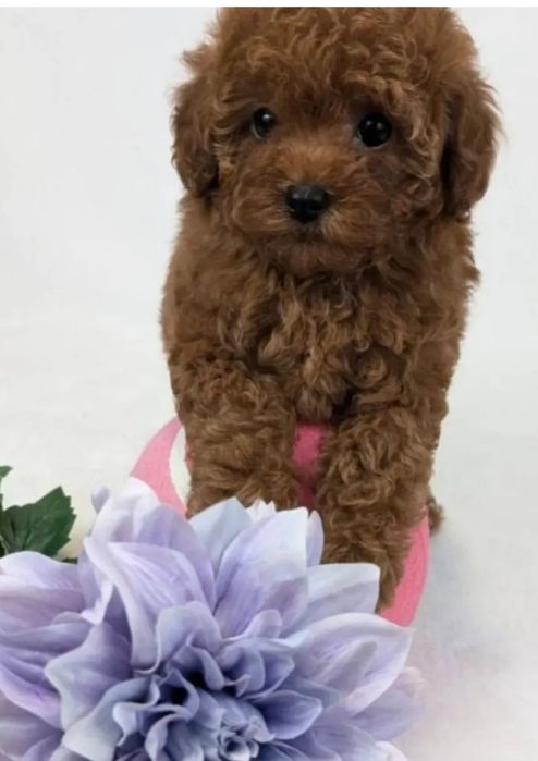 дівчинка той пудель . красотка