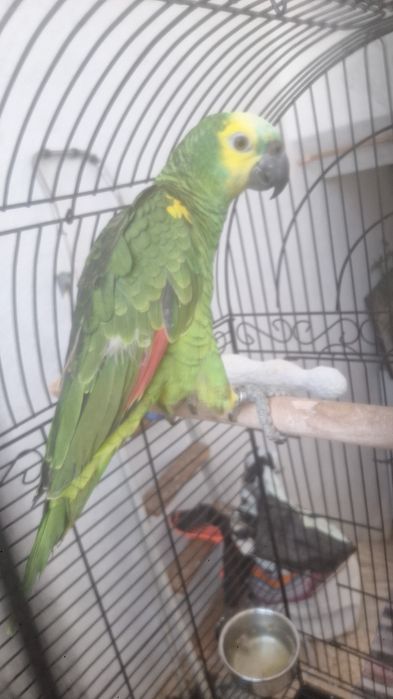 Papagaio astiva macho.
