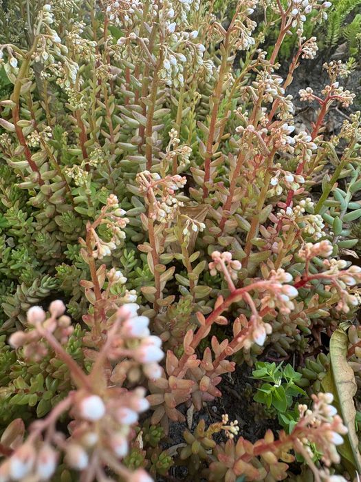 Suculentas, plantas perenes (tapete), várias 1€