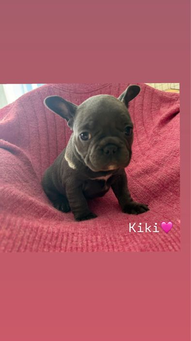 Buldog Francuski – szczenięta hodowlane PUH  Miot  K