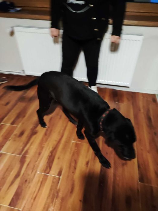 Oddam za darmo w dobre ręce