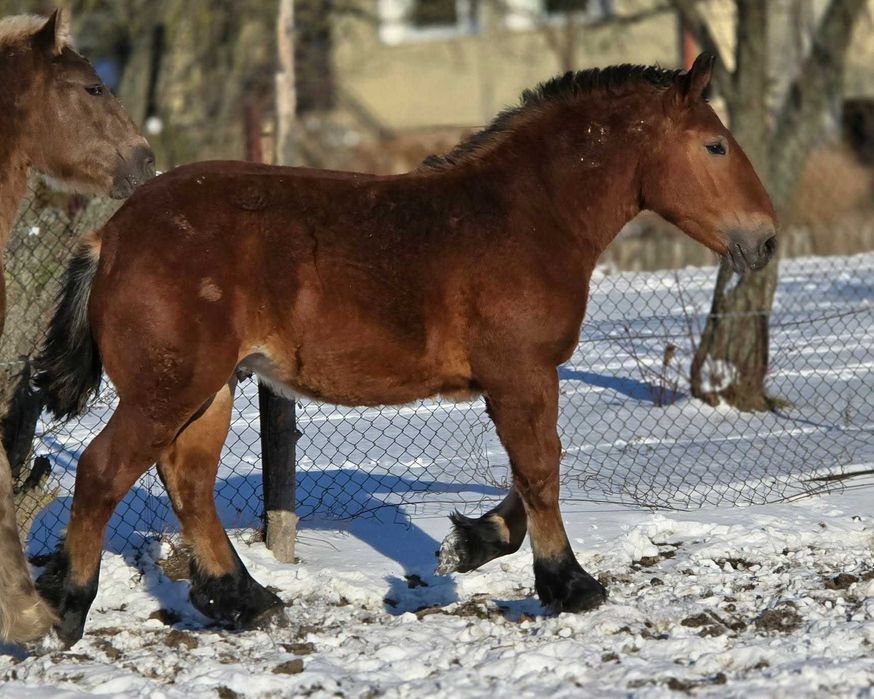 Ogierek zimnokrwisty