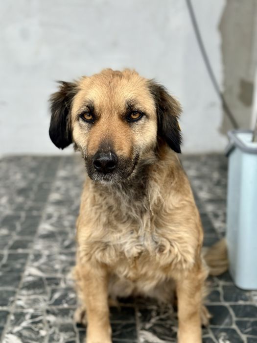 Собака 1 рік, охороняє, тримається територіі