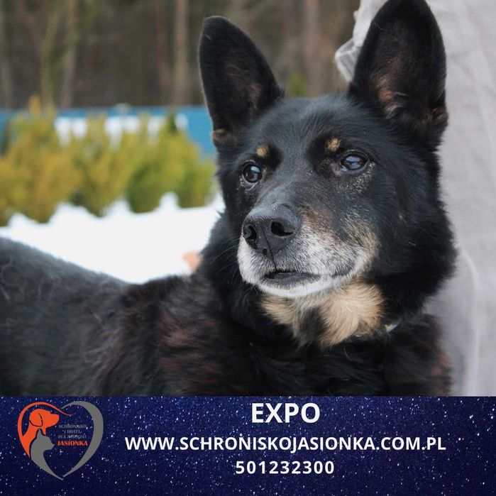 Expo do adopcji – Schronisko Jasionka