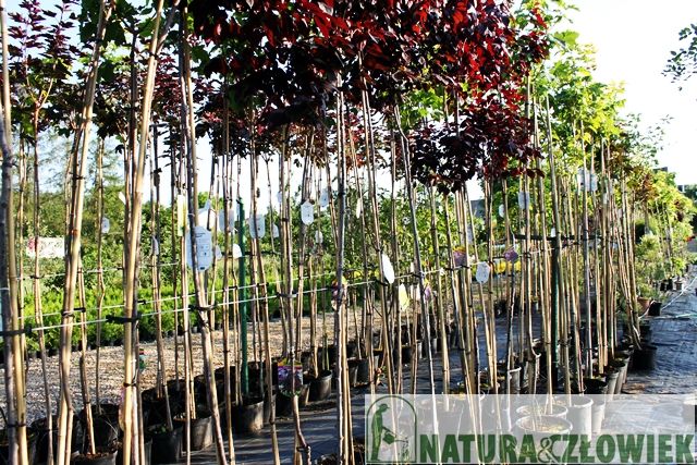 Drzewa alejowe klony graby brzozy catalpy wiązy PRODUCENT ŚLĄSK