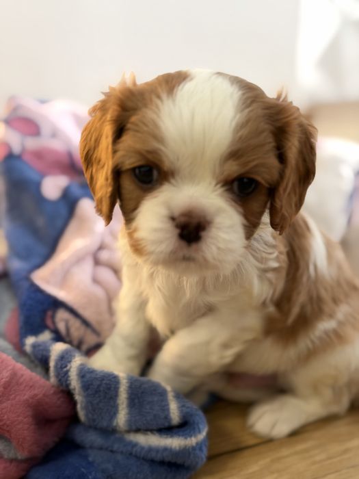 Cavalier King Charles Spaniel PIESEK