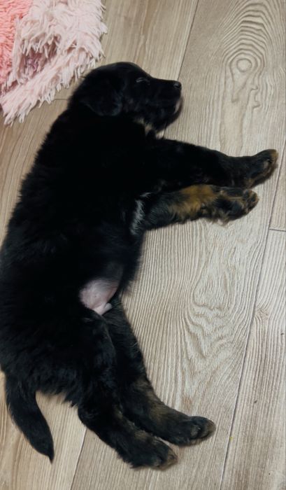 Безкоштовно в хороші, добрі руки цуцика знайденогь в лісі !!!