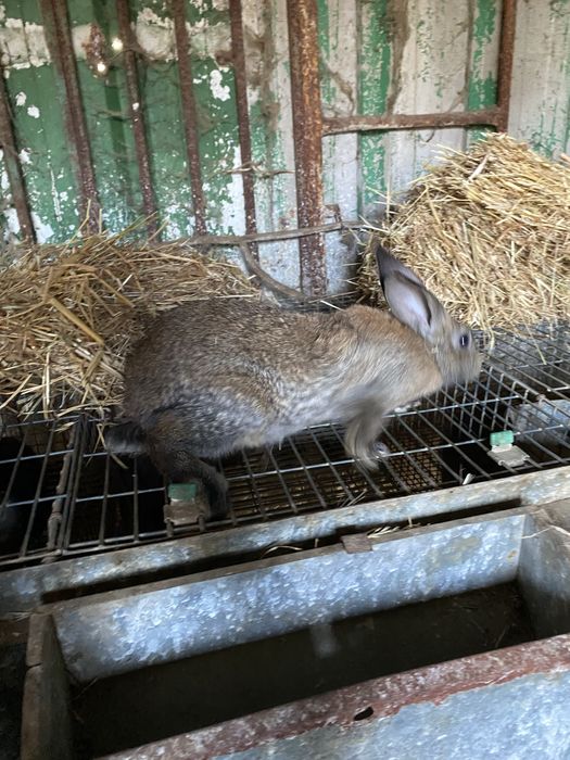 Vendo coelhos varios tamanhos