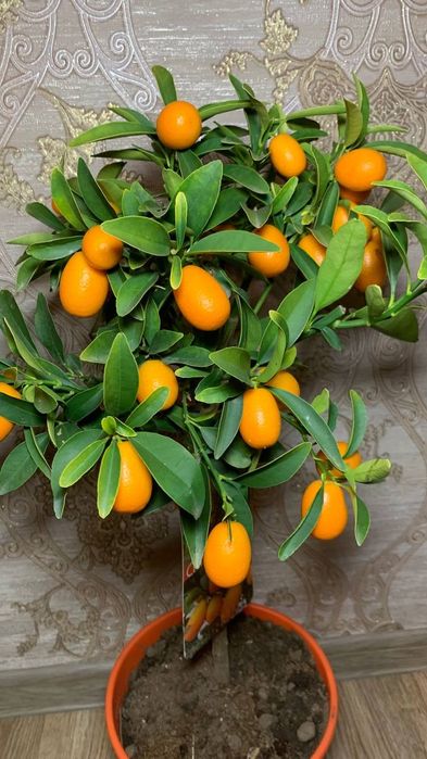 Кумкват / цитрус  / золотий апельсин h 75 cm