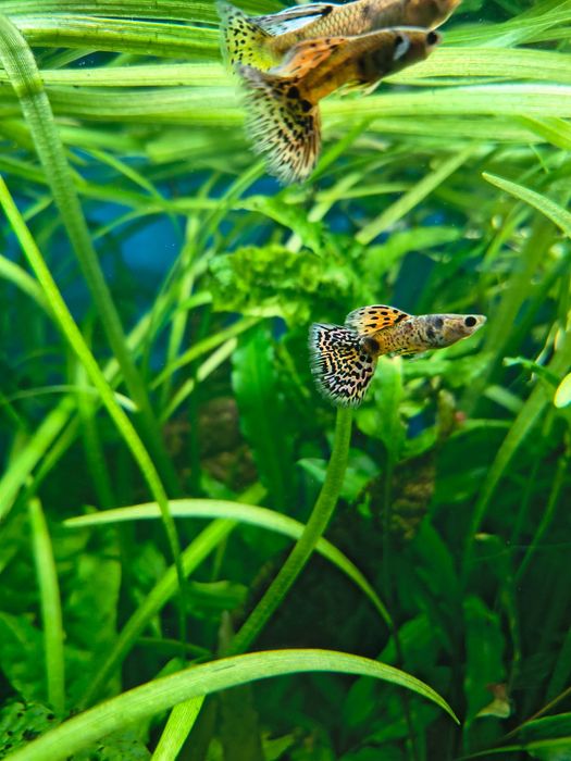Gupik Yelow Tiger King Cobra