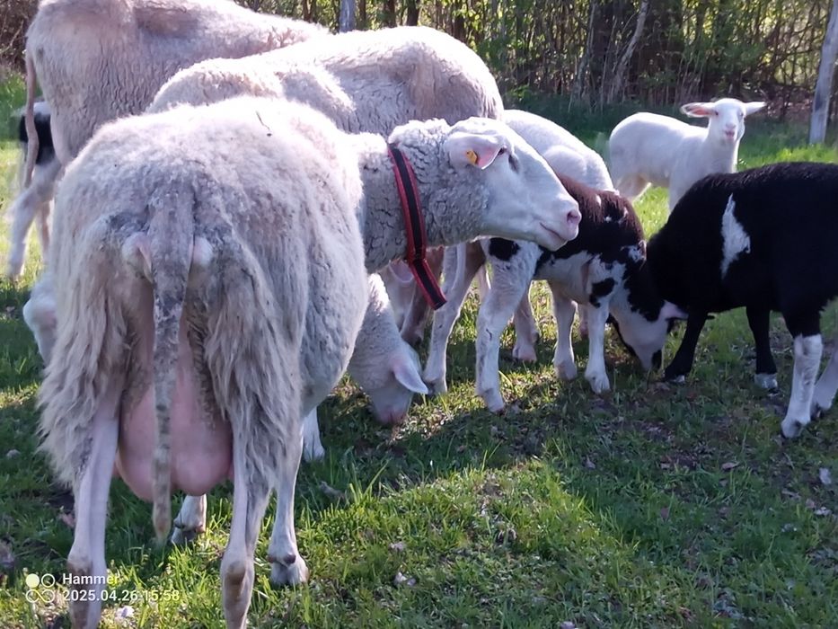 Mleko owcze, kozie, sery