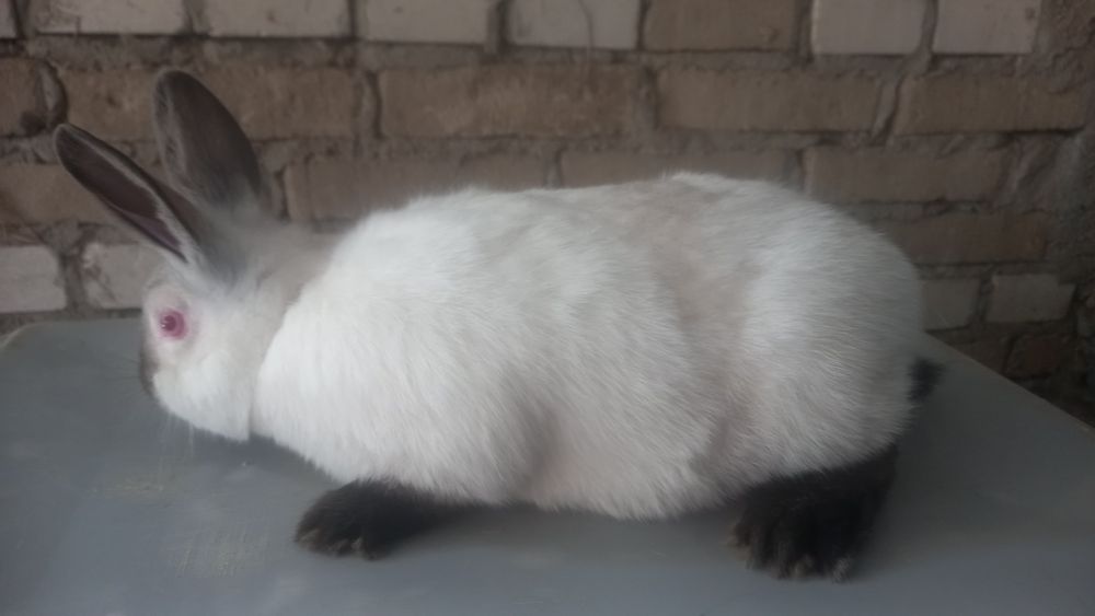 Króliki kc i kh samce i samiczki
