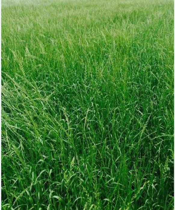 Sianokiszonka ze zbiorów 2025  pierwszy pokos