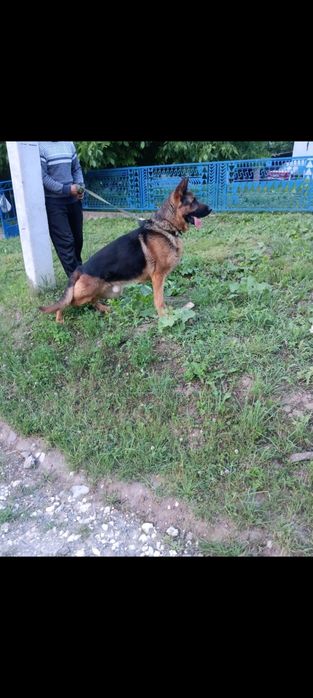 Німецька вівчарка