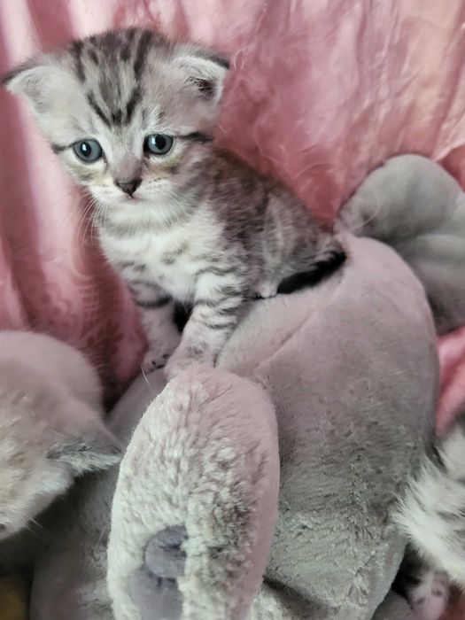 Хлопчик вісловушка їсть самостійно спокійний гарний