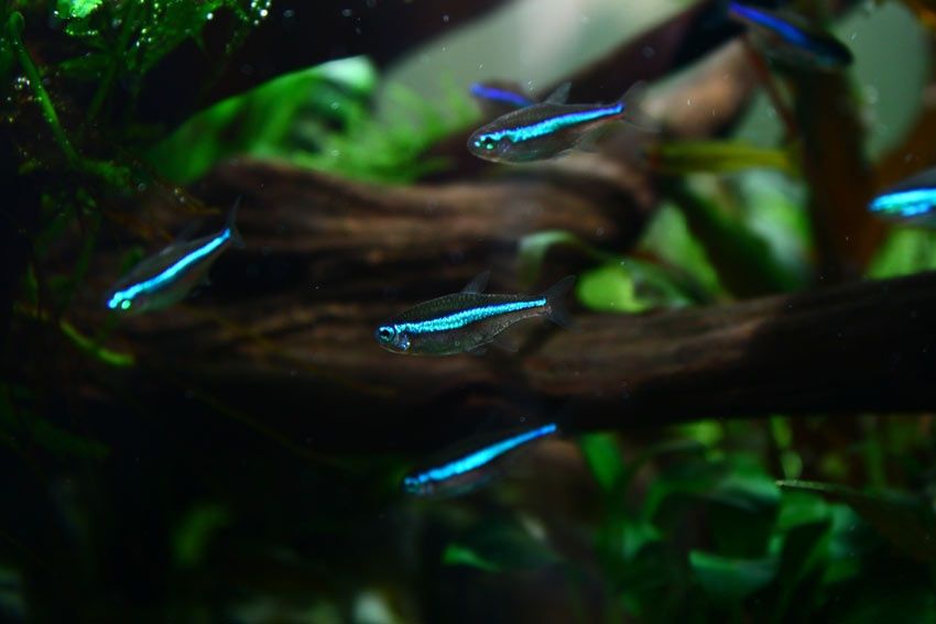 Neon simulans zielony