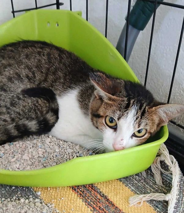 Gata bebé para adoção consciente